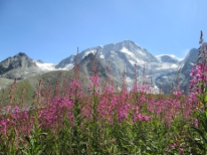 Alpine flora in Arolla Valley, Switzerland
